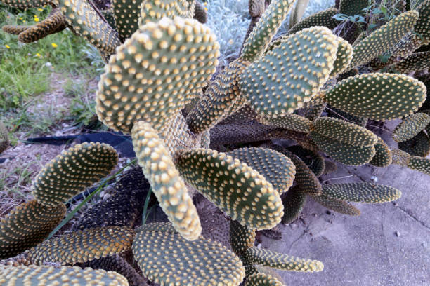 Vibrant prickly pear cactus with paddle-shaped pads and yellow-green spines in a natural garden setting. ideal for botanical studies, nature-themed designs, and desert landscape visuals.