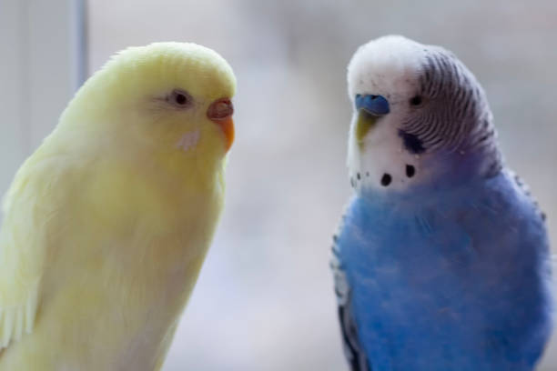 istock Two parrots close-up of the window 2196386010