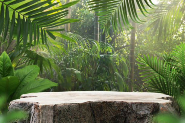 istock Wood stump podium table top with outdoors in tropical forest nature background.natural product present pedestal wooden stand display,healthy life or eco concept. 2196386981