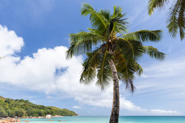 istock Coconut palm tree is under blue sky. Coastal landscape of Anse Lazio 2196387432