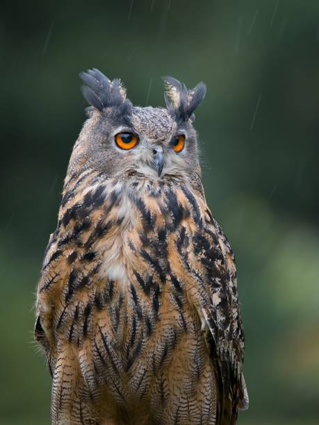 istock Portrait of Eagle Owl in the rain 2196387998