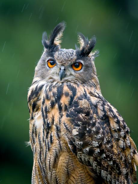 istock Portrait of Eagle Owl in the rain 2196388096