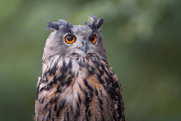 istock Portrait of Eagle Owl in the rain 2196388186