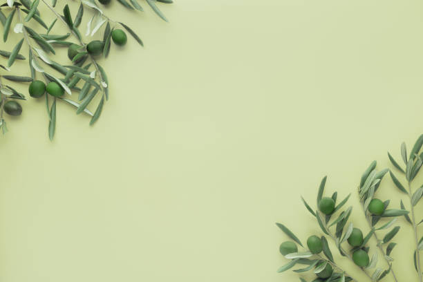 istock Olive branches with green leaves on light green background 2196390503