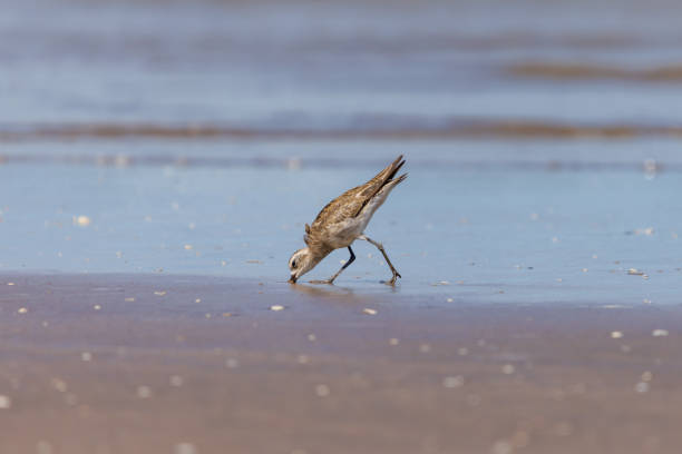 American Golden Plover (Pluvialis dominica) feeding on the beach.