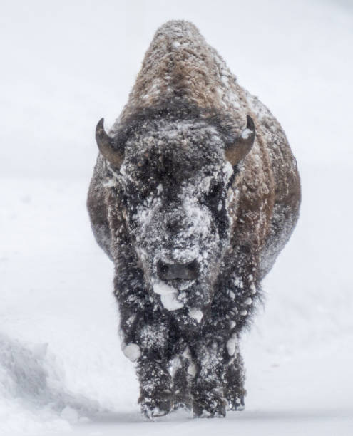 istock Snow covered Bison walking in the snow 2196391094