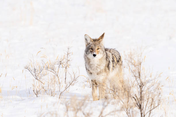 istock Coyote in a snow covered field seaching for food 2196391107