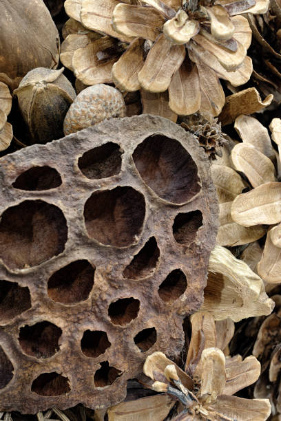 istock Various natural plant textures - pine cones, acorns, seeds 2196392538