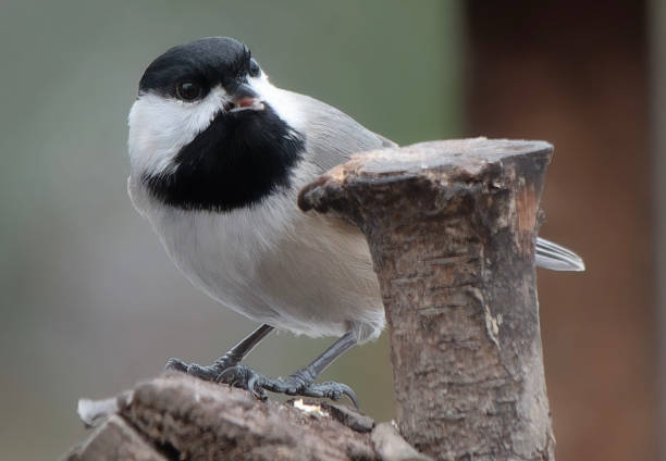 Black-capped chickadee (Poecile atricapillus) portrait on evergreen branch, with defocused fallen leaves in the background