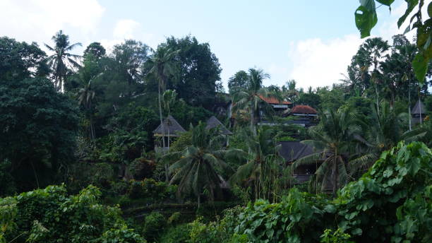 istock Jungle in the Campuhan Ridge Walk, Ubud, Bali, Indonesia 2196394340