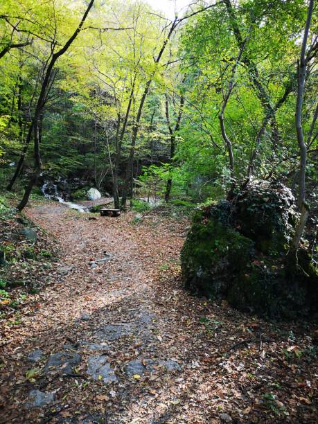 istock Rock and water in the woods, Valbrona (Lombardy) 2196394711
