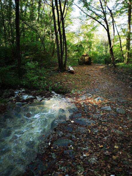 istock Bench in the woods, path of the waters (Valbrona) 2196394722