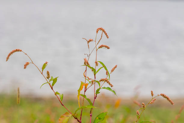 Persicaria hydropiper stems in pink and green tones, framed by a blurred natural background. Perfect for botanical projects and ecological studies..