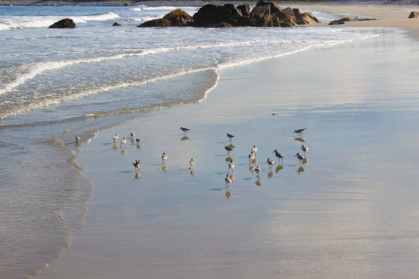 Flock of birds at the beach. Picture taken in the Canadian maritime province of Nova Scotia. This beach is located near the town of Liverpool.