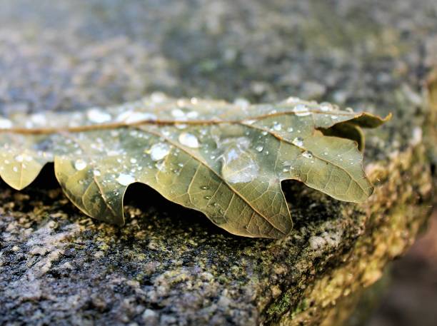 istock Autumn leave with waterdrops - makro 2196396851