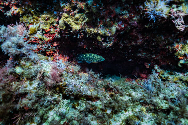 Colorful coral reef with tropical fish swimming calmly underwater in clean depth ocean at Menorca's coves