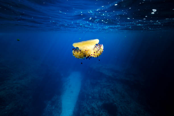 istock Jellyfish swimming in blue sea 2196397070