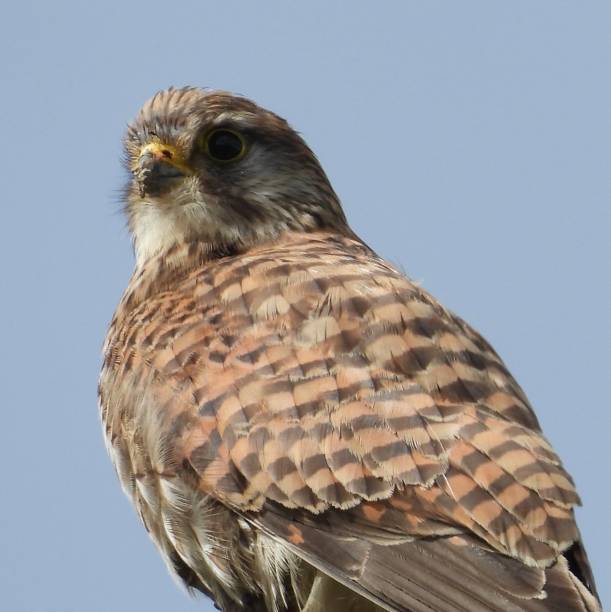 istock Kestrel in sunlight perched on top of tree 2196398417