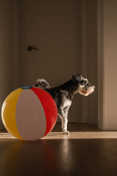 Side view of Miniature Schnauzer standing with colorful ball on hardwood floor in hallway at apartment