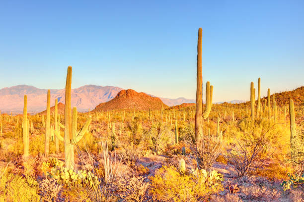 istock Saguaro National Park West in Arizona 2196402077