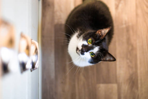 istock Pet cat at home in the kitchen 2196403602