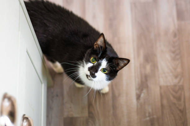 istock Pet cat at home in the kitchen 2196403694