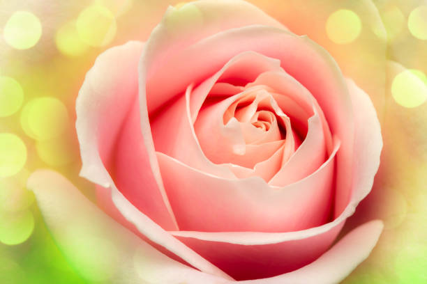 Close-up of a pale pink rose with beautiful bokeh lights.