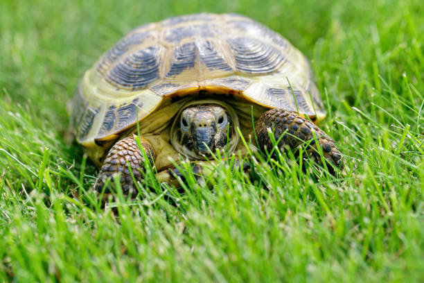 istock Russian Tortoise on the green grass 2196403772