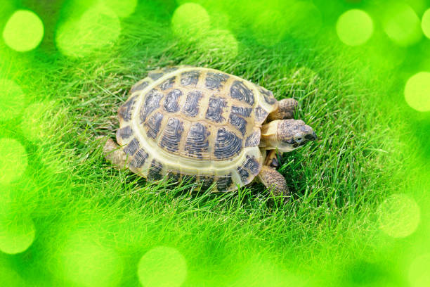 Russian (Central Asian) Tortoise on the green grass. View from above, beautiful bokeh lights.