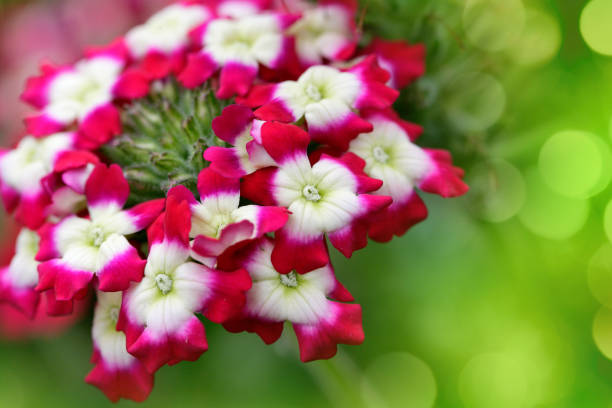 Close-up of beautiful Verbena hybrida flowers. Shallow depth of field, nice bokeh light.