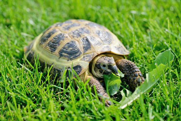 istock Russian Tortoise on the green grass eating some leaf 2196404304