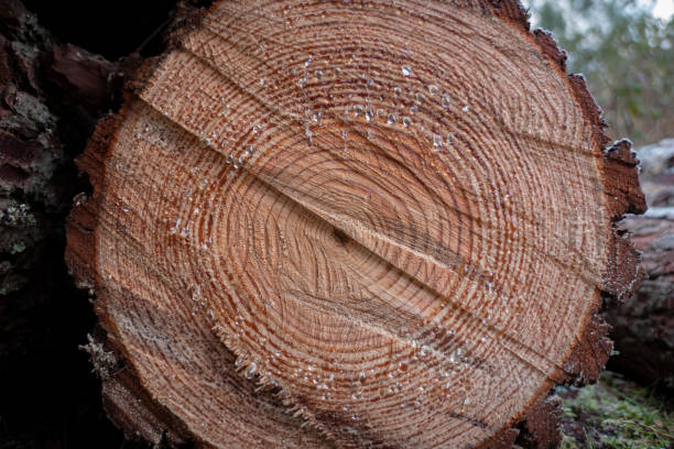 istock Texture of pine tree trunk oozing resin after felling 2196407606