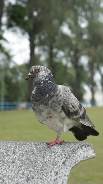istock Pigeon Perched on Park Bench with Green Background 2196410703