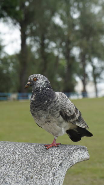 istock Pigeon Perched on Park Bench with Green Background 2196410706
