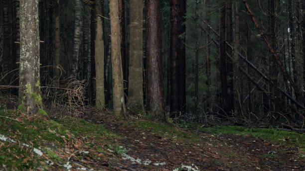 istock Dark and Mysterious Forest Path Leading Into the Woods - Wilderness Exploration 2196411010