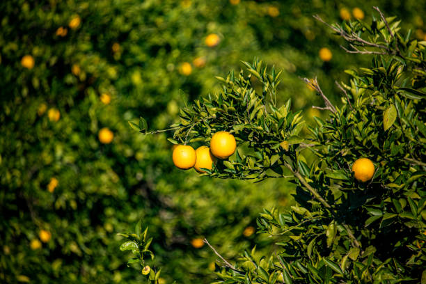 Ripe oranges in the orange garden, close up