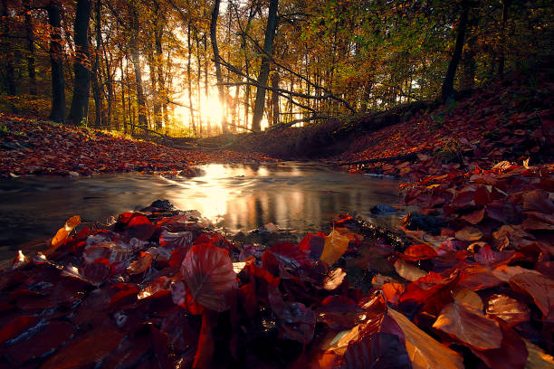 Ein Bachlauf im herbstlichen Wald in dem sich die untergehende Sonne spiegelt.