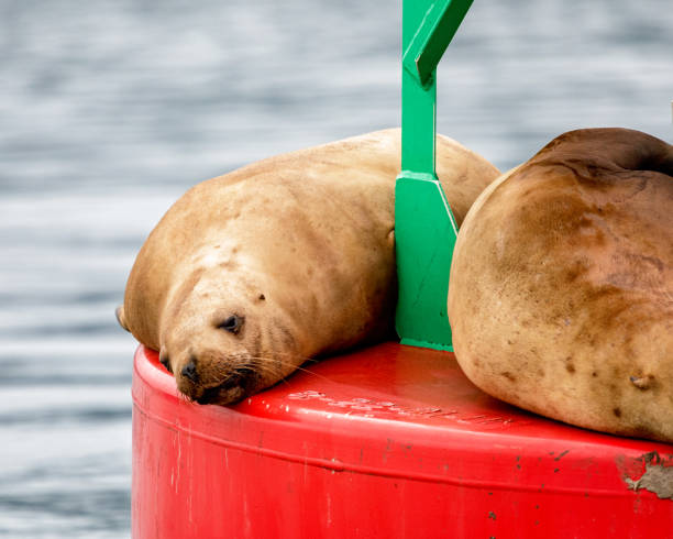 Stellar sea lion resting the day away