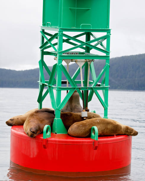 Group of Stellar sea lions float in the Lynn Canal by the lighthouse