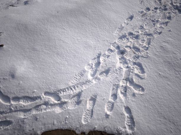 Footprints crisscrossing pristine snowscape, revealing winter's quiet passage through historic prague streets Nature Reserve Cihelna v Bazantnici, protected area, Hloubetin