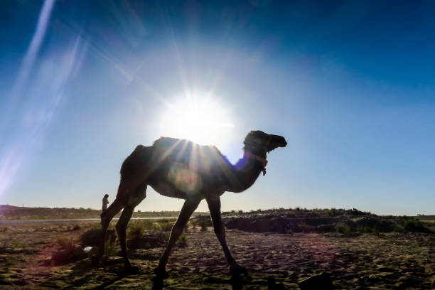 camel in desert, beautiful photo digital picture