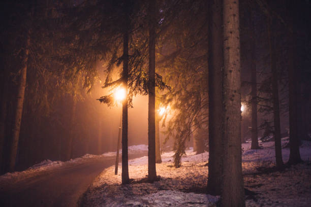 istock Night in the woods 2196413959