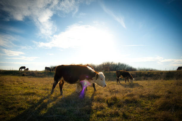 Peaceful cows grazing in a serene meadow, surrounded by golden grass under a vast blue sky, embodying the calm beauty of rural landscapes