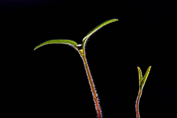 A drop of water on a newly sprouted tomato seedling