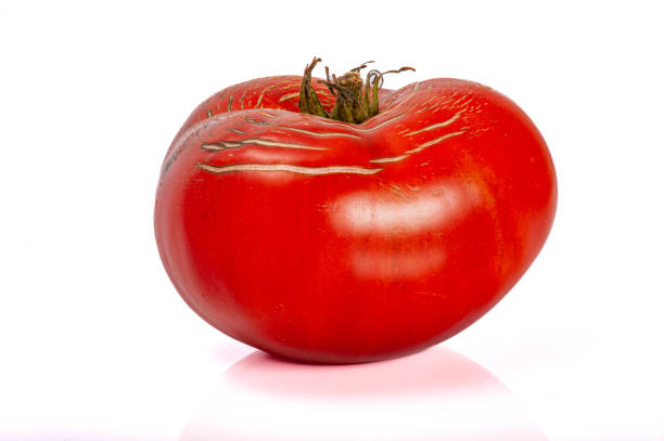 Village tomatoes on a white background