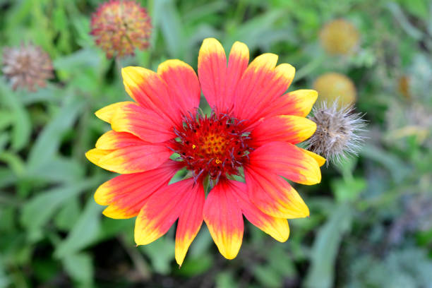 istock Red and Yellow Blanket Flower macrophotography 2196416935