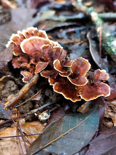 istock Group of Brown Mushrooms with White Edges 2196421721