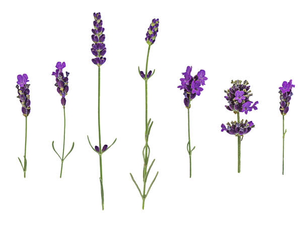 istock sprigs of lavender isolated on a white background 2196422040