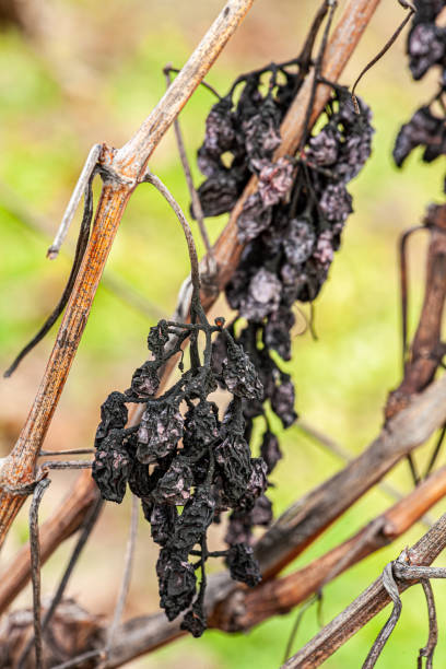 istock Late Harvest: Wizened Grapes on the Vine in Autumn 2196422880