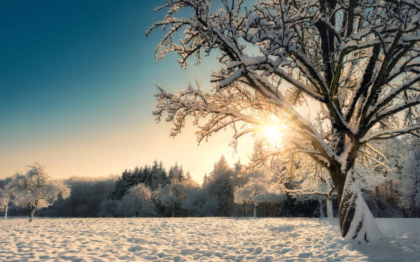 istock Winter rural landscape with the sun shining bright behind a tree 2196424886